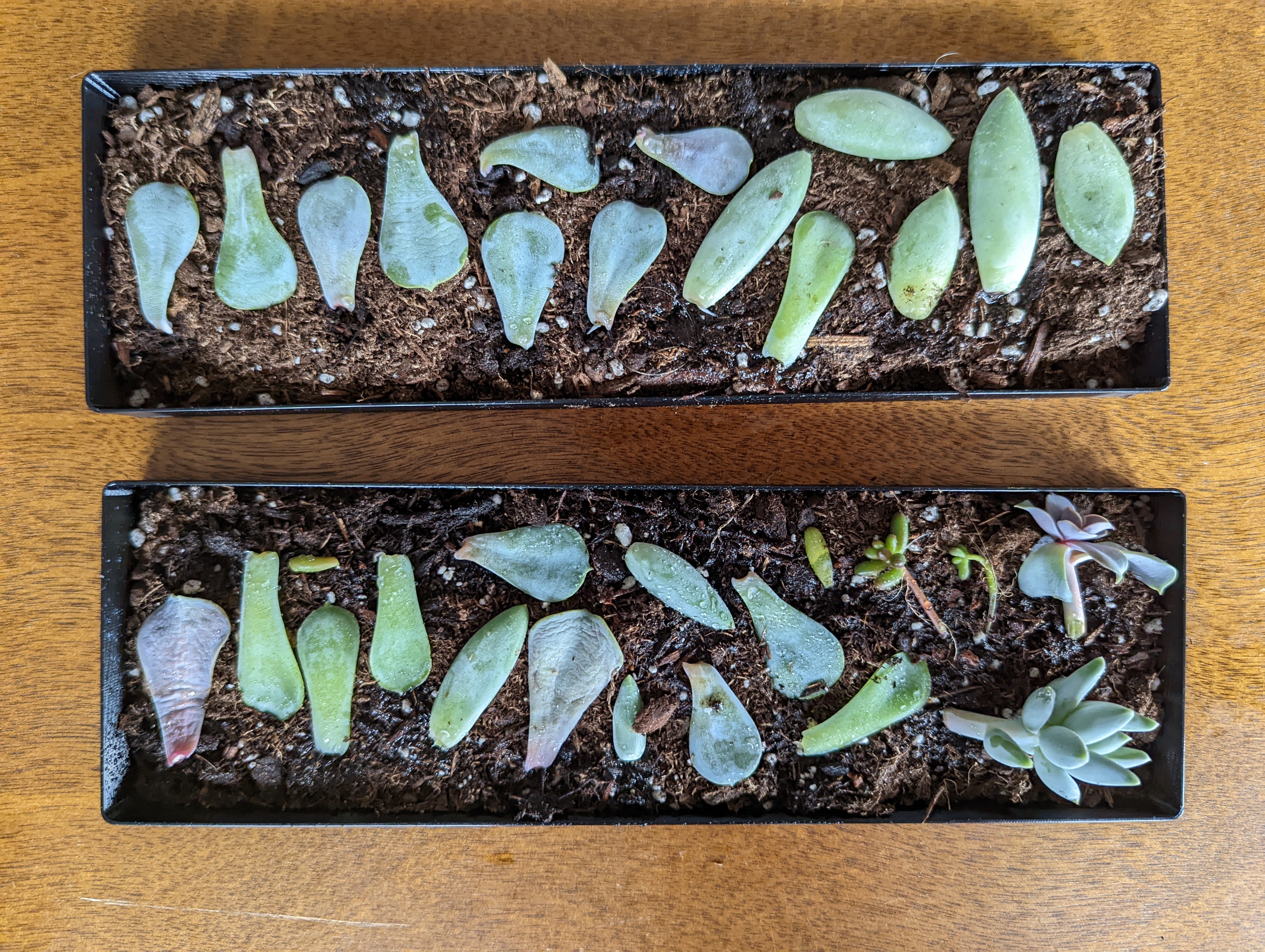 Windowsill Succulent Propagation Tray - Vase Mode