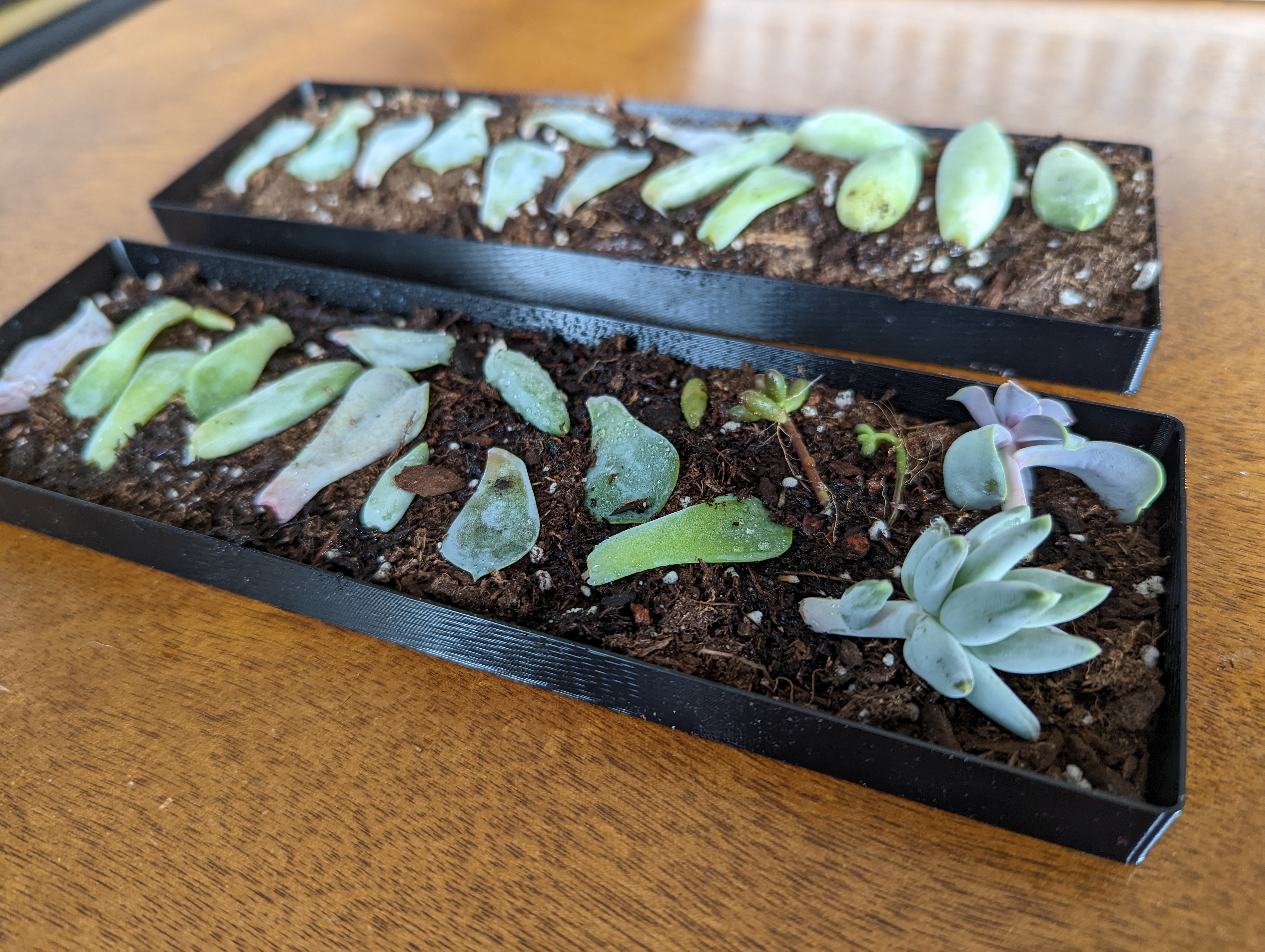 Windowsill Succulent Propagation Tray - Vase Mode - photo 2