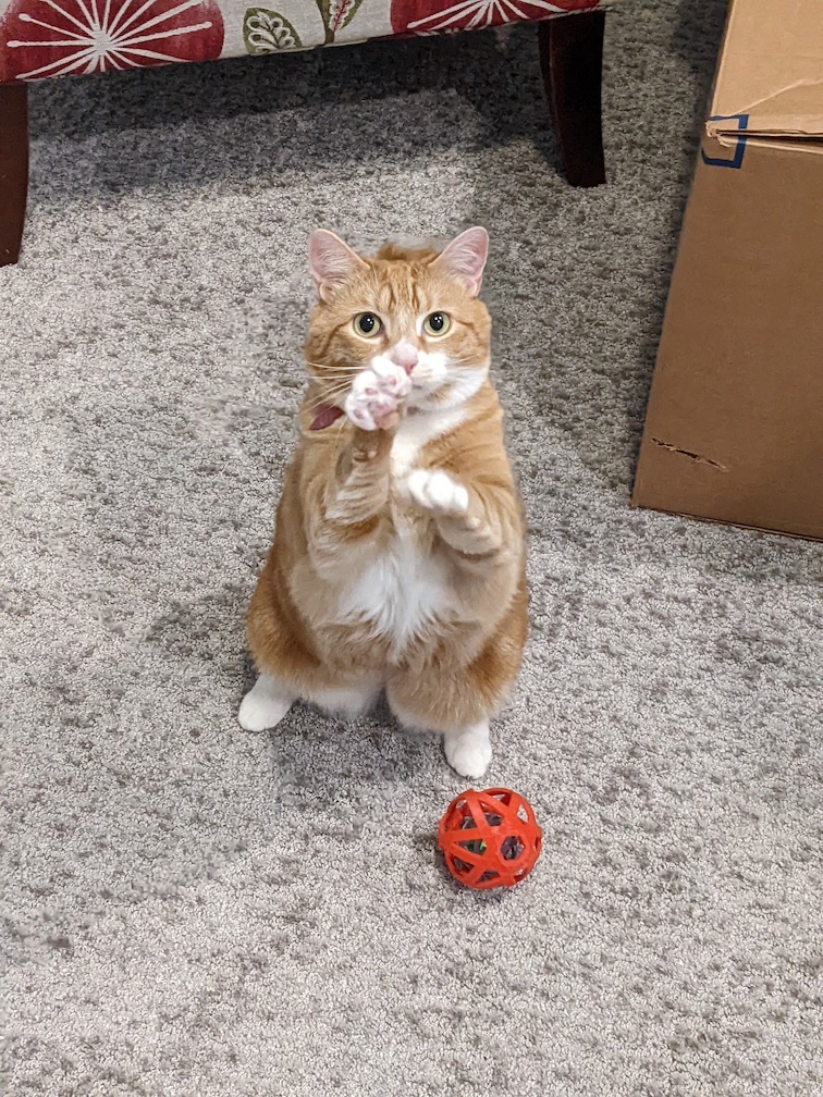 Recursive Cat Toy - photo 2