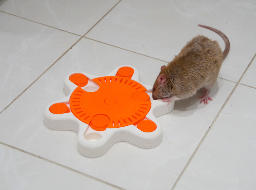 (Pet Enrichment Toy)  Turntable Starfish - photo 3