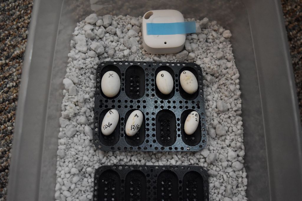 Gecko egg incubation tray - photo 2