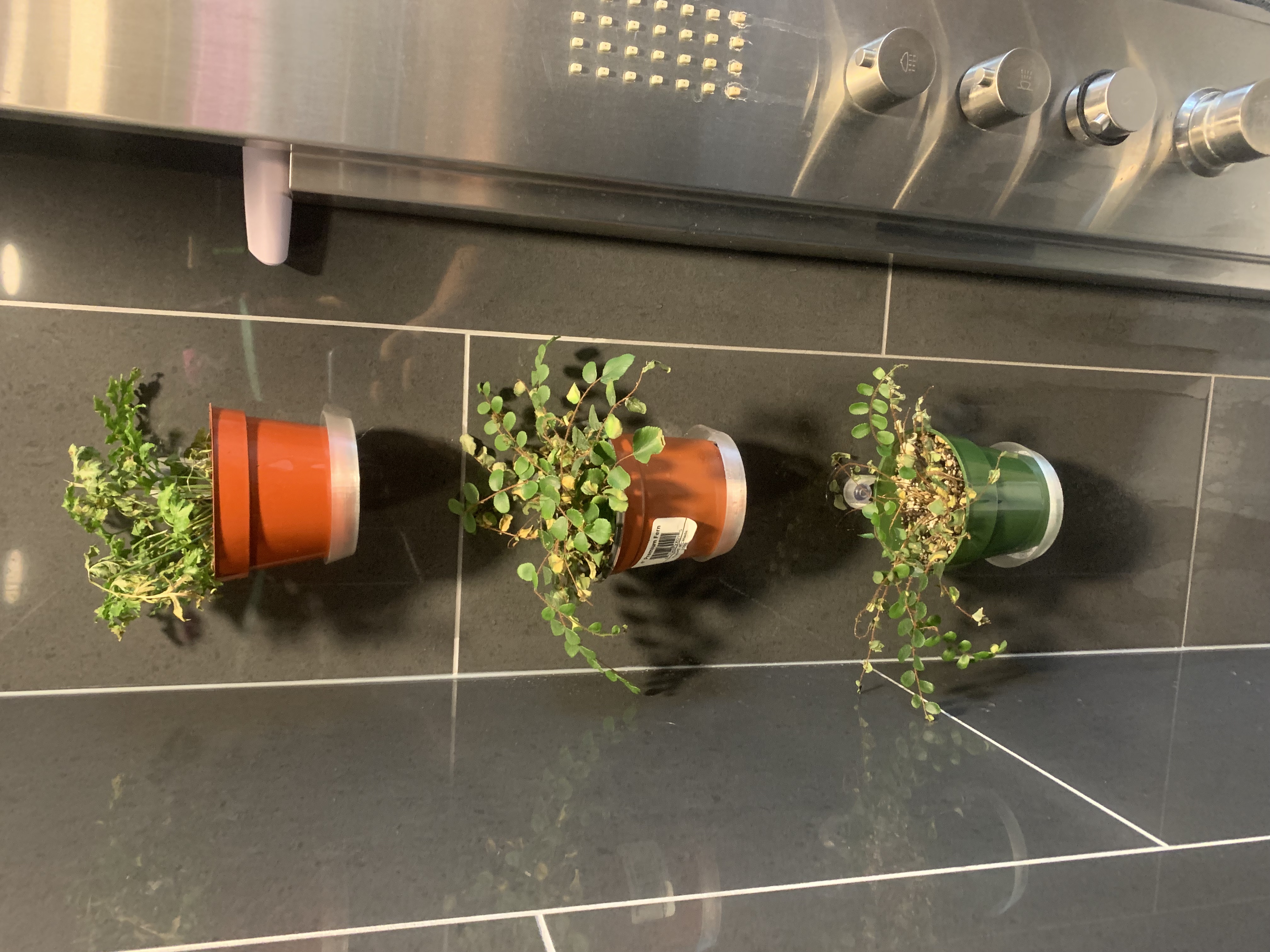 Shower Plant Shelf