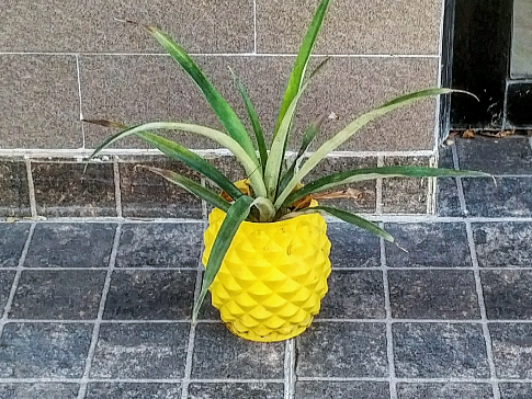 Pineapple planter - photo 3