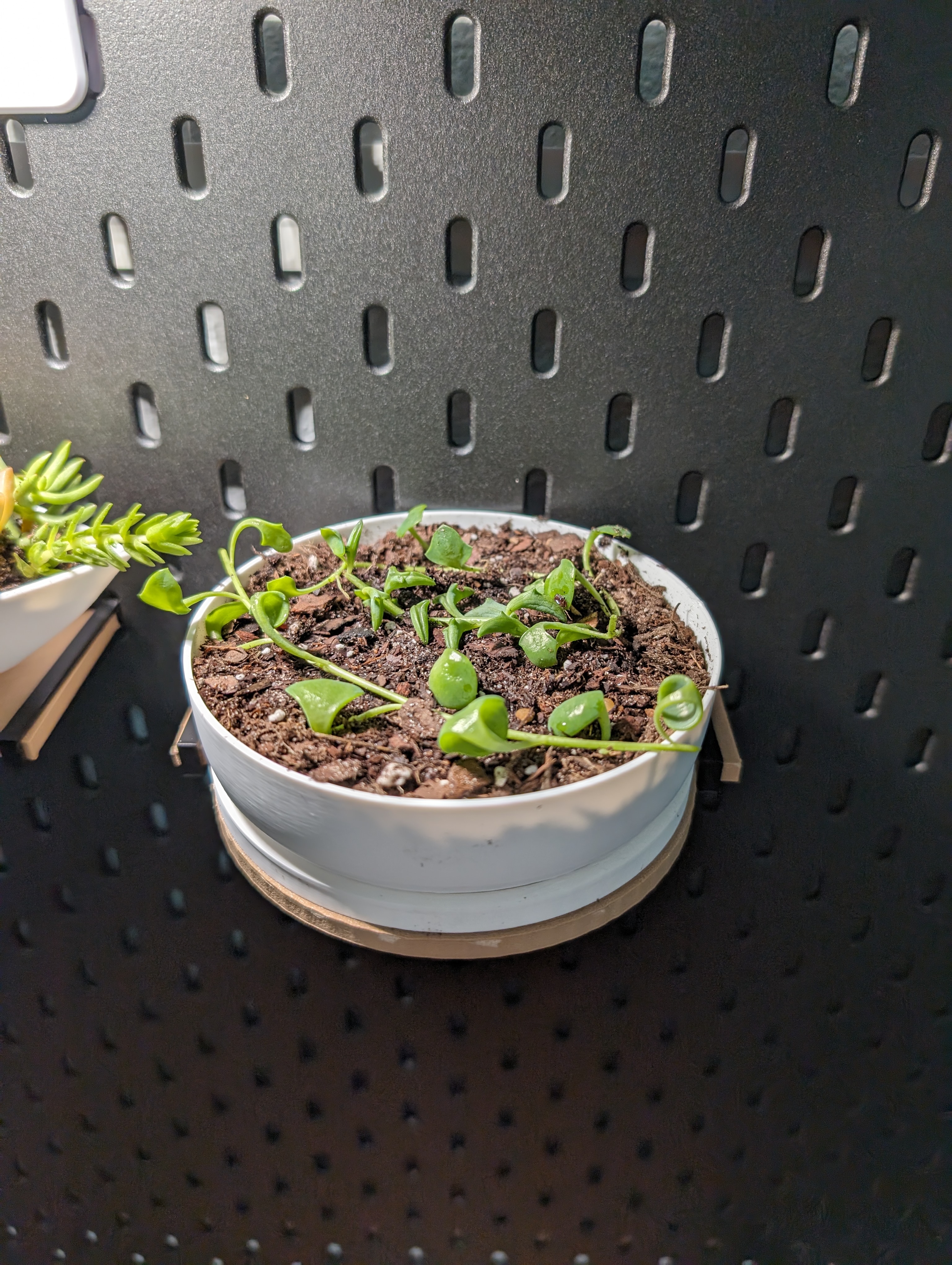 Circular Skadis Shelf with Supports - photo 3