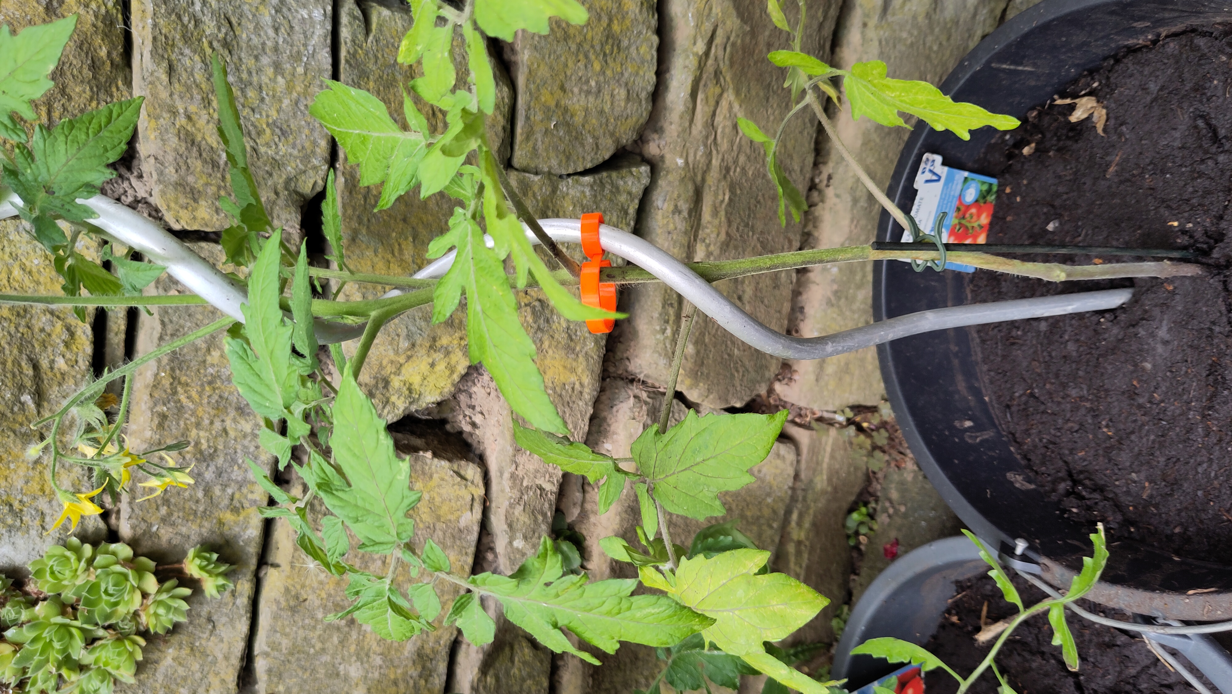 Plant Clip - photo 2