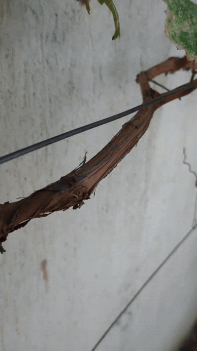 Plant clip - photo 2