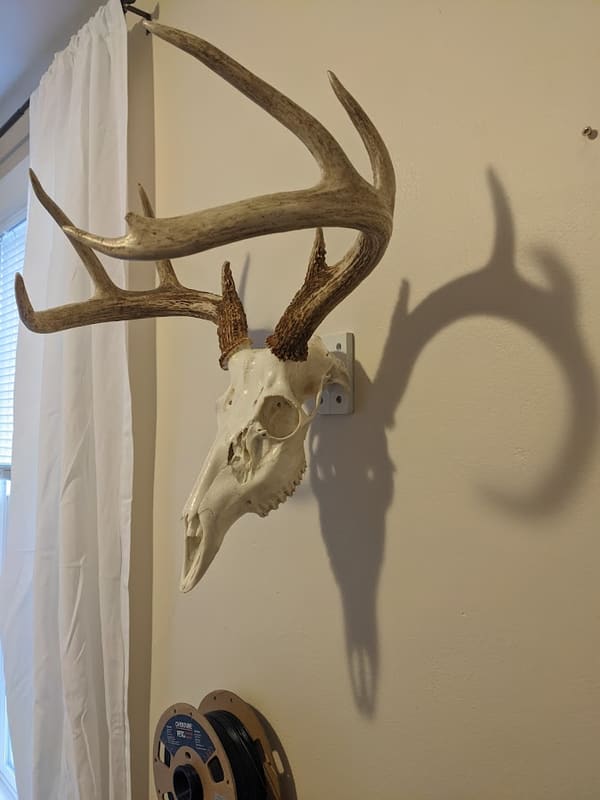 Deer Skull Mount - photo 4