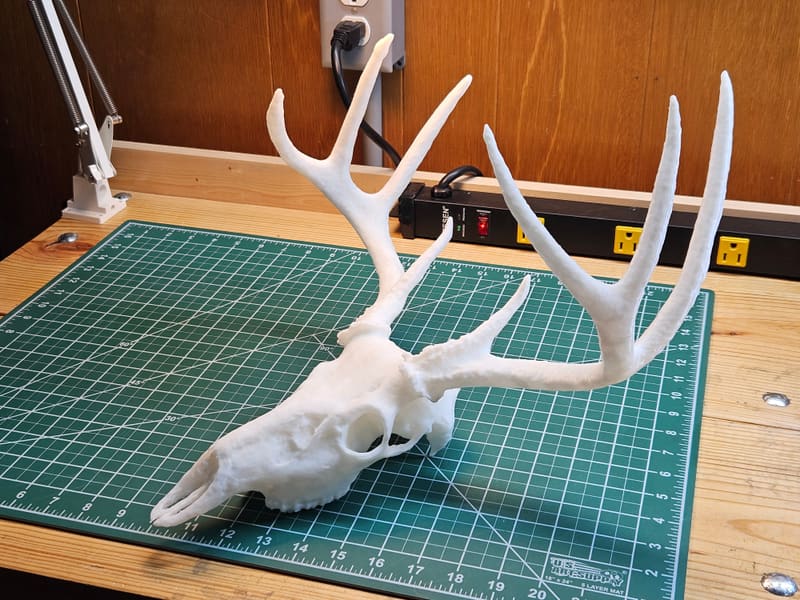 White-tailed Deer Skull